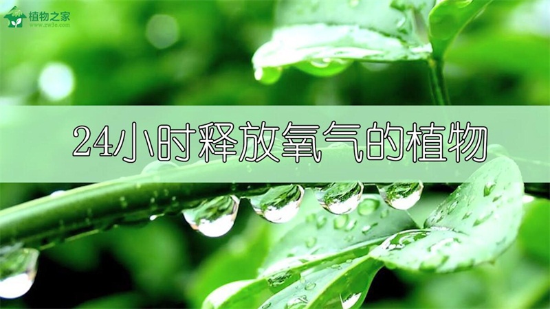 24小时释放氧气的植物