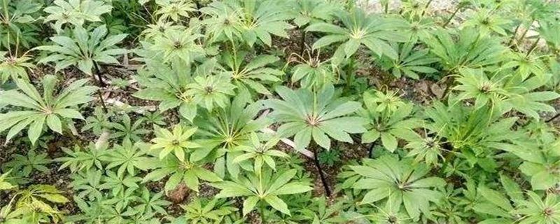 重楼种植一亩利润