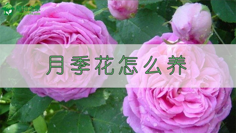 月季花怎么养