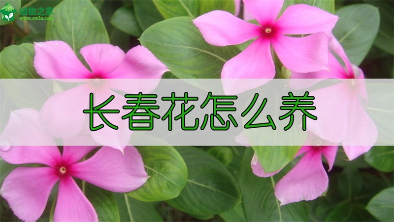 长春花怎么养