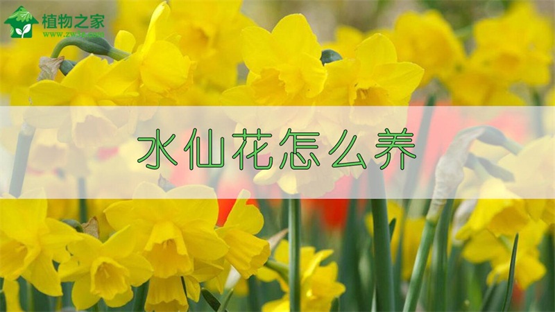 水仙花怎么养