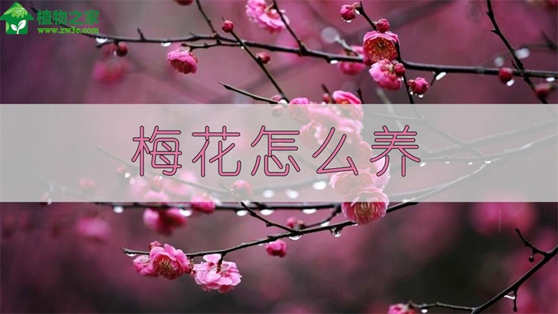 梅花怎么养