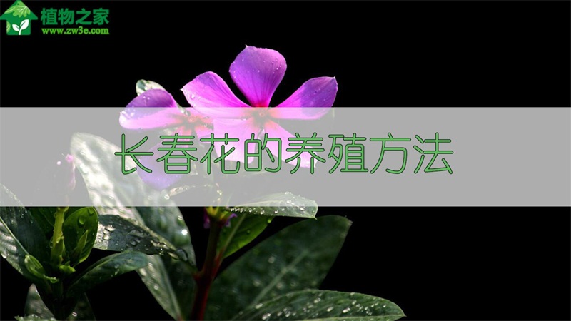 长春花的养殖方法