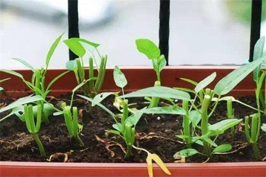 适合室内种植的蔬菜，盘点十种室内常见蔬菜