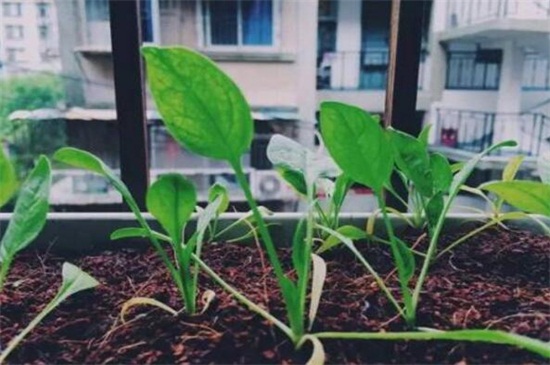 适合室内种植的蔬菜，盘点十种室内常见蔬菜