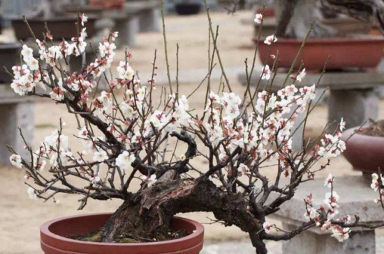 盆栽梅花怎么养，5个步骤枝繁叶茂