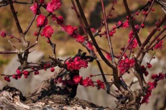 盆栽梅花怎么养，5个步骤枝繁叶茂