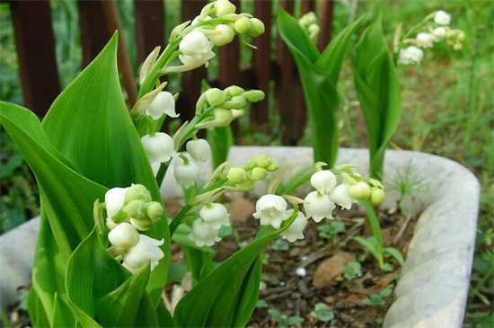 铃兰根须怎么种，四步即可种植成功