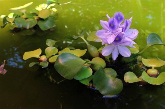 水葫芦怎么繁殖，分株扦插两种方法繁殖