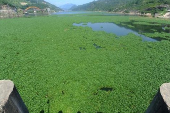 水葫芦如何治理，机械搅碎并生物防治