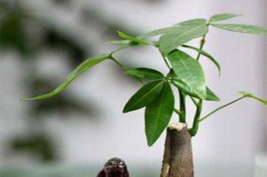 如何让幸福树树干发芽，施加氮肥并注射激活液