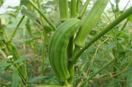 秋葵一年种几次，在4～8月份种植两次