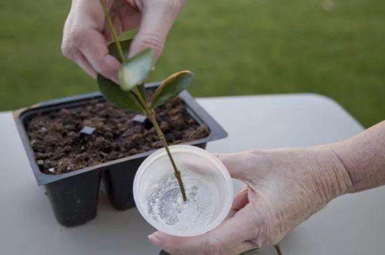 茉莉水扦插方法图解，5个步骤促进茉莉生根