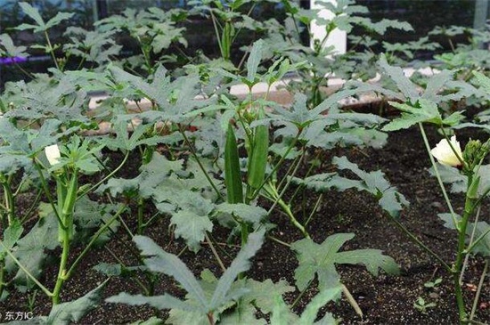 秋葵种植技术要领，春季种子催芽播种