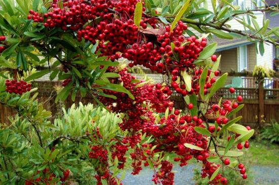 火棘怎么季节挖好，春季挖火棘合适