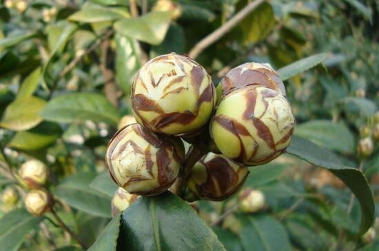 茶花花蕾干枯能补救吗，增加肥料加强光照