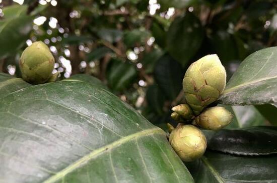 茶花花蕾干枯能补救吗，增加肥料加强光照