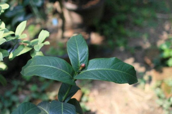 茶花叶尖枯焦，缺乏氧气或浇水不当