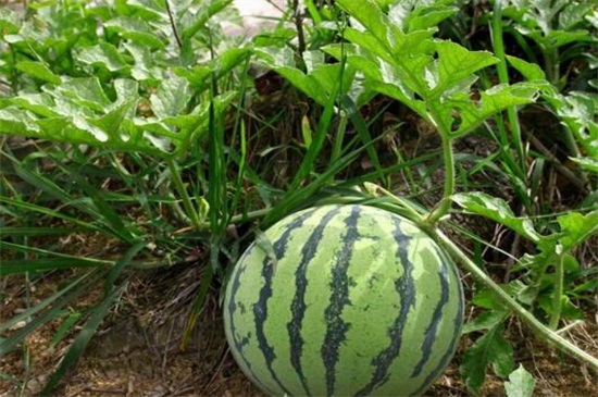 室内可以种植西瓜吗，在阳光下给其进行播种