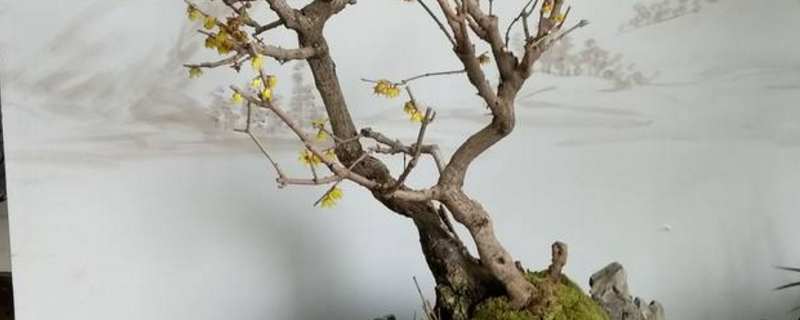 腊梅高压生根法