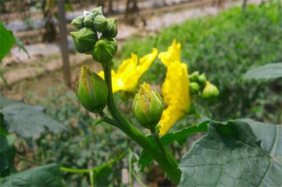 丝瓜花几点开花