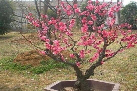 杏花是哪个季节的