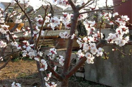 杏花是哪个季节的