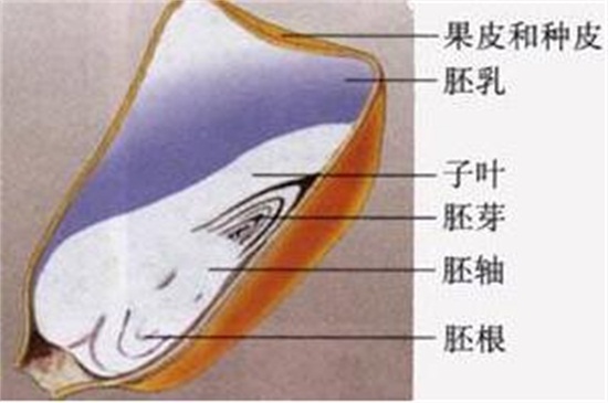 玉米种子的结构