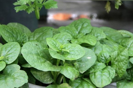 木耳菜种植适宜温度，可在20℃～30℃之间种植