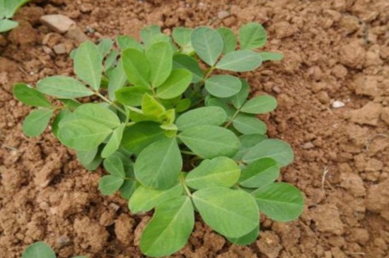 河南花生种植时间，春季4～5月份可种植