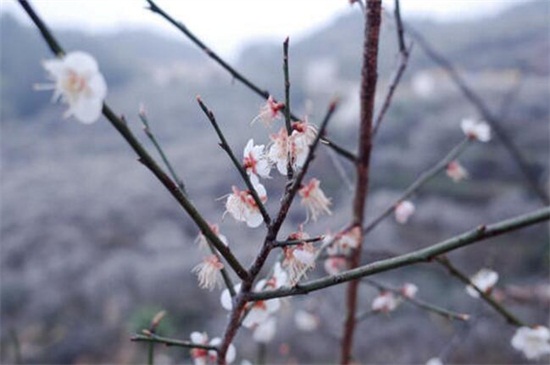 梅花高压繁殖技术