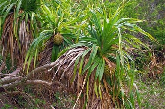 菠萝一年结几次果，正常情况下在一年结1～2次果