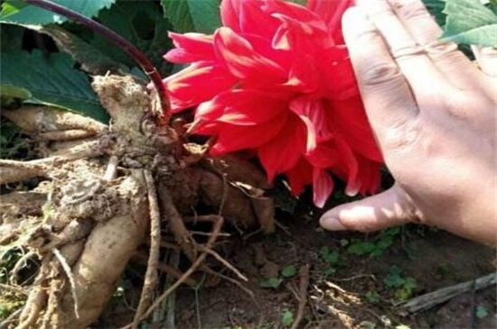 大丽花种球种植方法