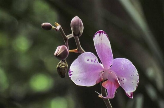 阿司匹林养兰花的方法，阿司匹林养兰花的用量