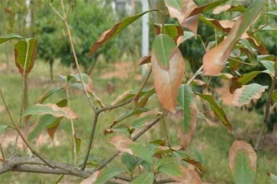 盆栽桂花掉叶子怎么办