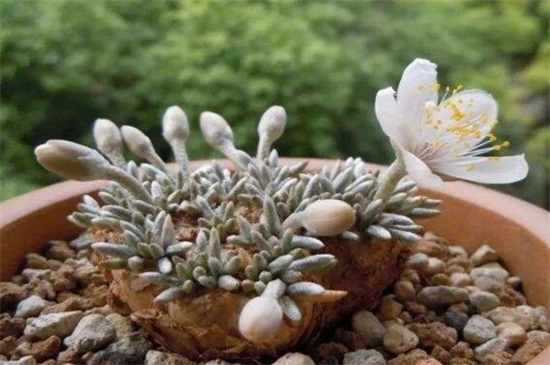 白花韧锦怎么浇水，夏季四周洒水降低温度