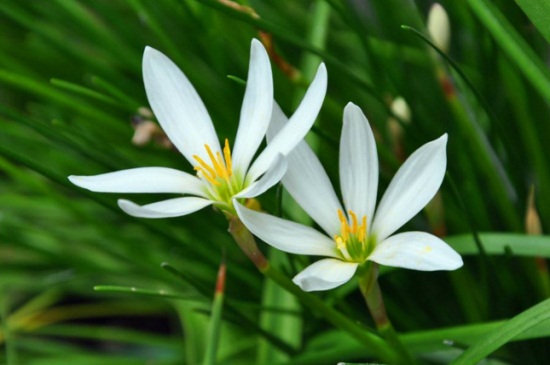 葱兰什么时候开花，晚夏7～9月份开花