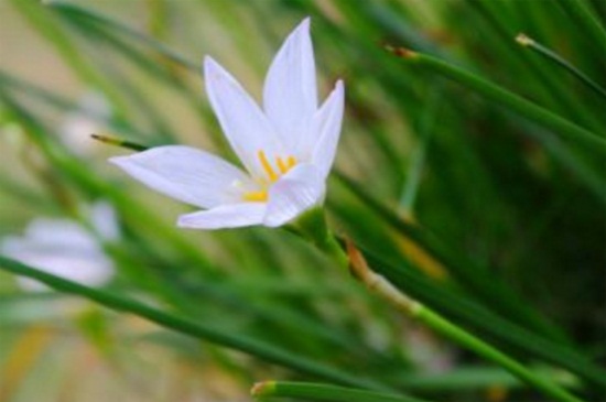 葱兰什么时候开花，晚夏7～9月份开花