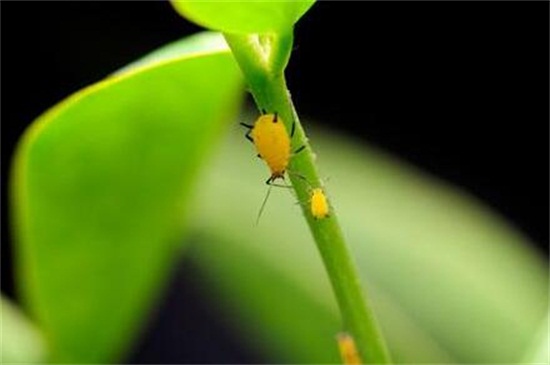 金丝梅常见虫害及防治方法，不同虫害及时对症下药