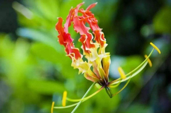 嘉兰的花语和文化背景，花语为荣光象征繁荣与尊贵