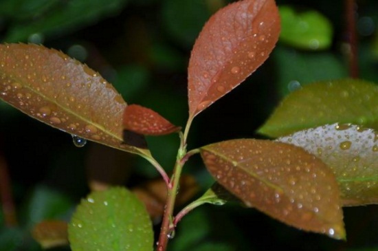 红叶石楠冬天种还是春天种好，红叶石楠春天种植最好