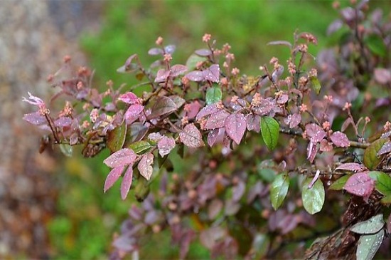 红叶石楠冬天种还是春天种好，红叶石楠春天种植最好