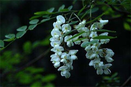 槐花夏季常见虫害及防治方法，槐蚜需洗株洒药