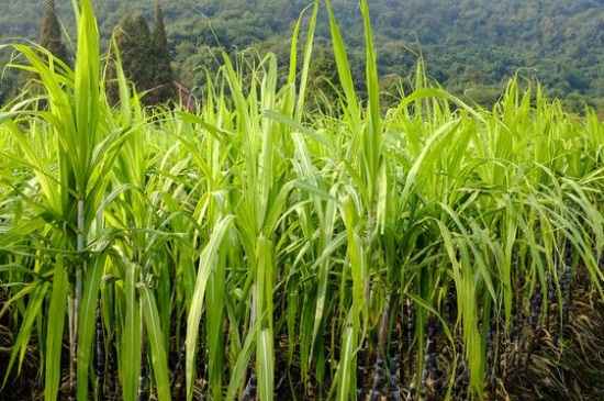 甘蔗的病害防治，详解甘蔗病害防治方法