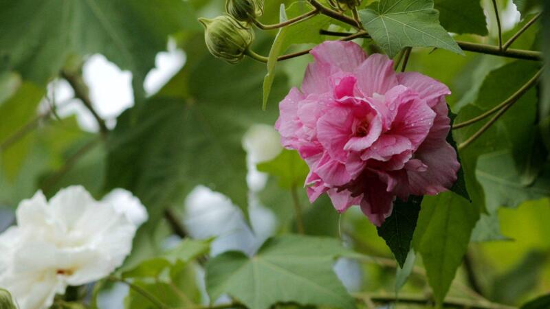 木芙蓉花怎么修剪