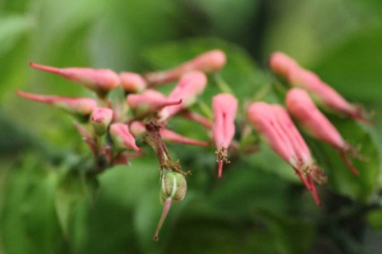 红雀珊瑚什么时候开花，夏季盛开艳红色花朵