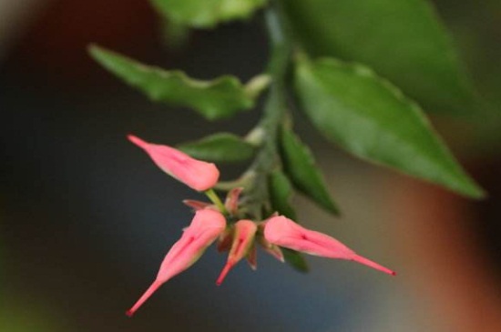 红雀珊瑚什么时候开花，夏季盛开艳红色花朵