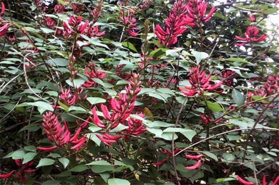 龙牙花的病虫害及其防治，枯萎病加强管理防治