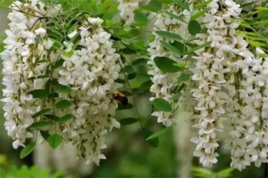 槐花怎么繁殖，种子浸泡播种繁殖