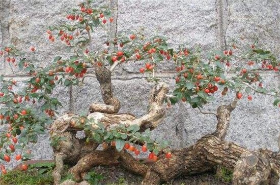 枸杞什么时间开花，花期大概在6～10月